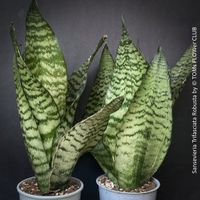 Sansevieria Trifasciata Robusta aus eigener Vermehrung