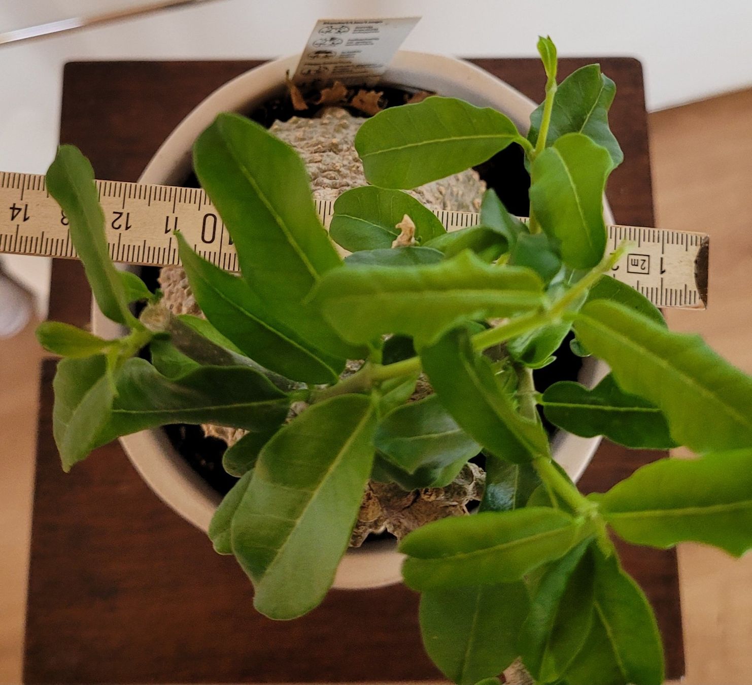 Plantes & graines: Fockea mit Topf – D'occasion à Stüsslingen par pati-king 1