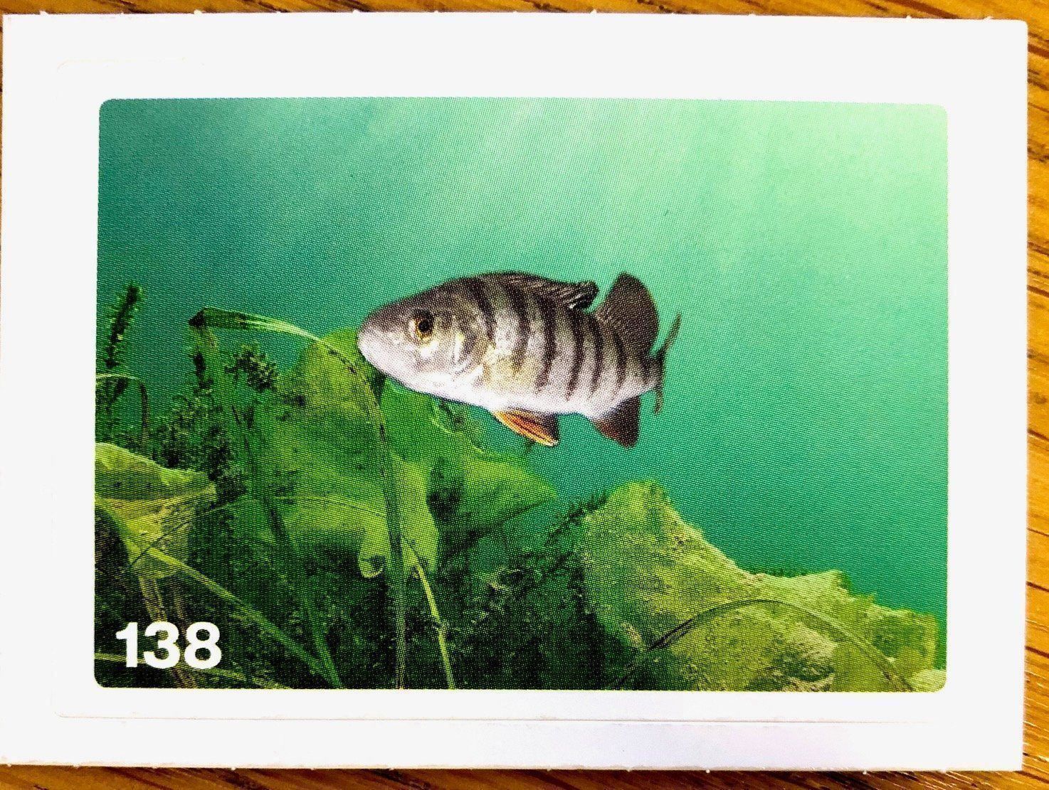 Migros Carte collezionabili: Migros Nature Detectives - Bild Nr. 138 – Nuovo (secondo la descrizione) da Oberrieden venduto da Zimmerberg10