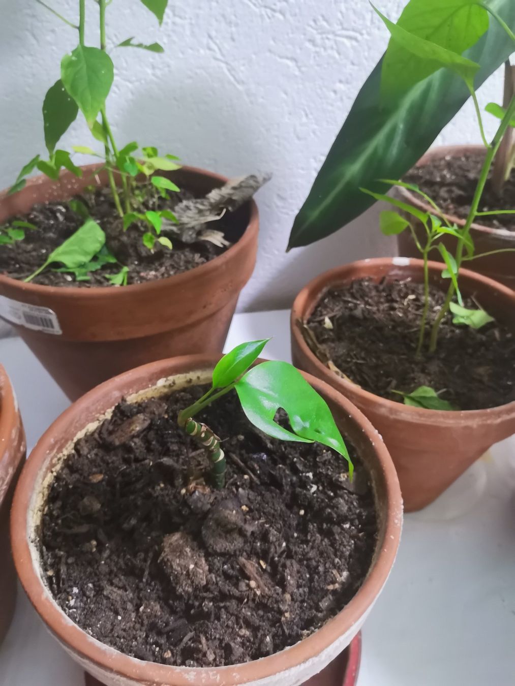 Plantes & graines: Diverse Zimmer Pflanzen – D'occasion à Zürich par gre_gw26 2