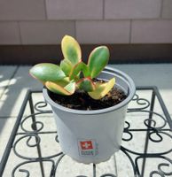 1 bewurzelter Setzling, Crassula Ovata (Geldbaum)