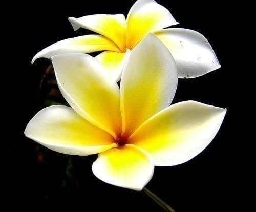 Piante & sementi: PLUMERIA FRANGIPANIER ! 10g – Nuovo (secondo la descrizione) da Bremblens venduto da FIBONACCI369 1