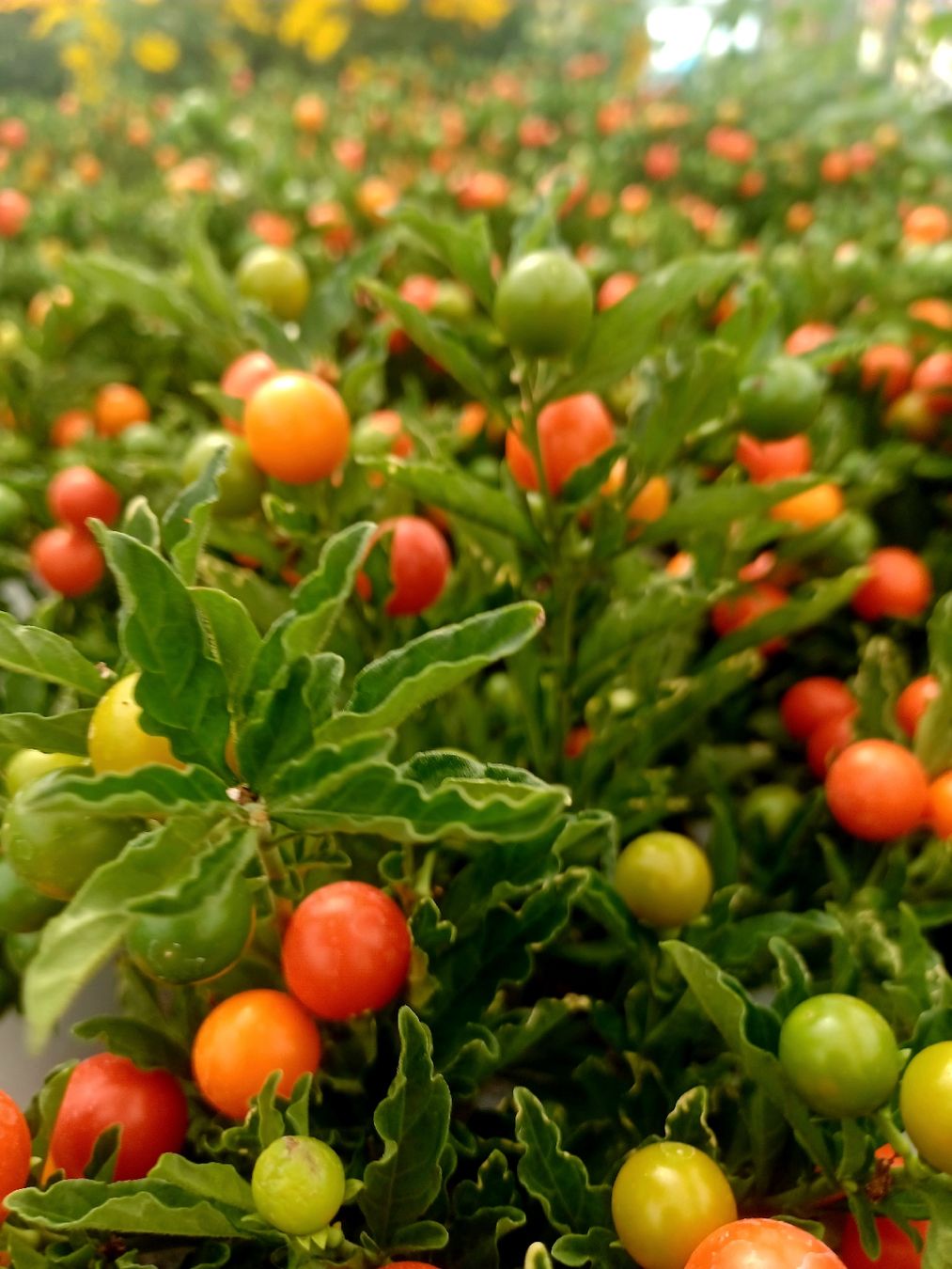 Pflanzen & Samen: "Kirschevon Jerusalem" oder SOLANUM PSEUDOCAPISCUM. 20-30 cm – Neu und originalverpackt aus Rovio von POSITIFFARTandPLANTS 5