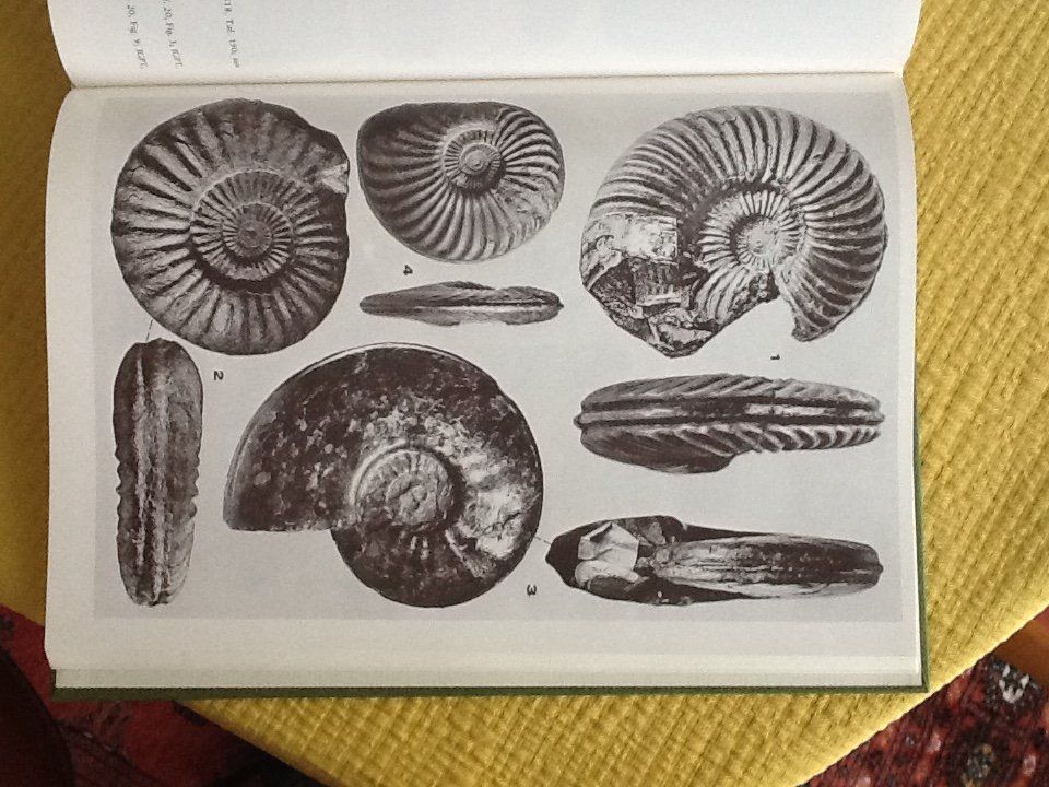 Libri: Fossilien Ammoniten Lias – Nuovo (secondo la descrizione) da Olten venduto da smiples 3
