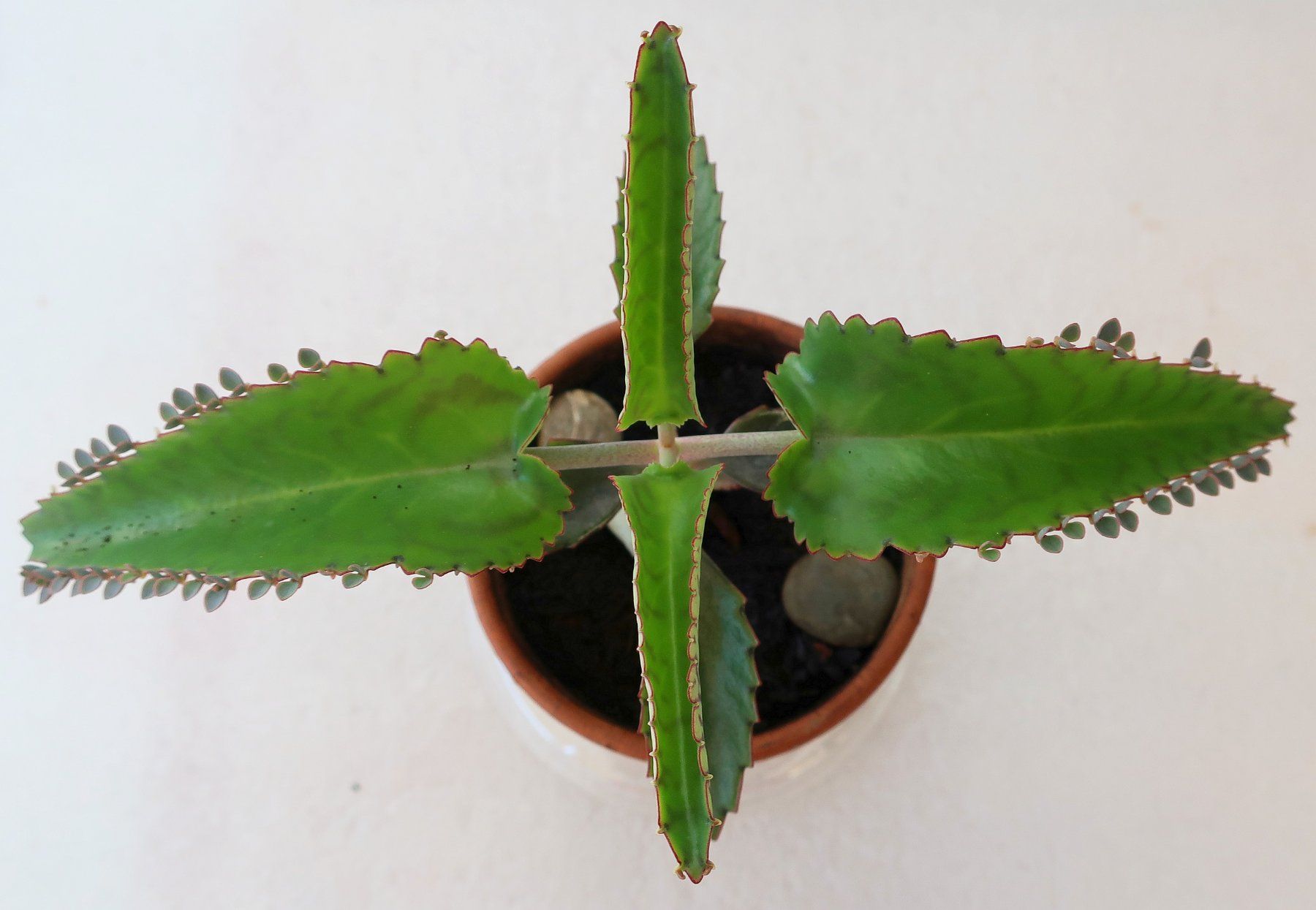 Plantes & graines: Kindlibaum mit vielen Ablegern – D'occasion à Zürich par Heimklon 1