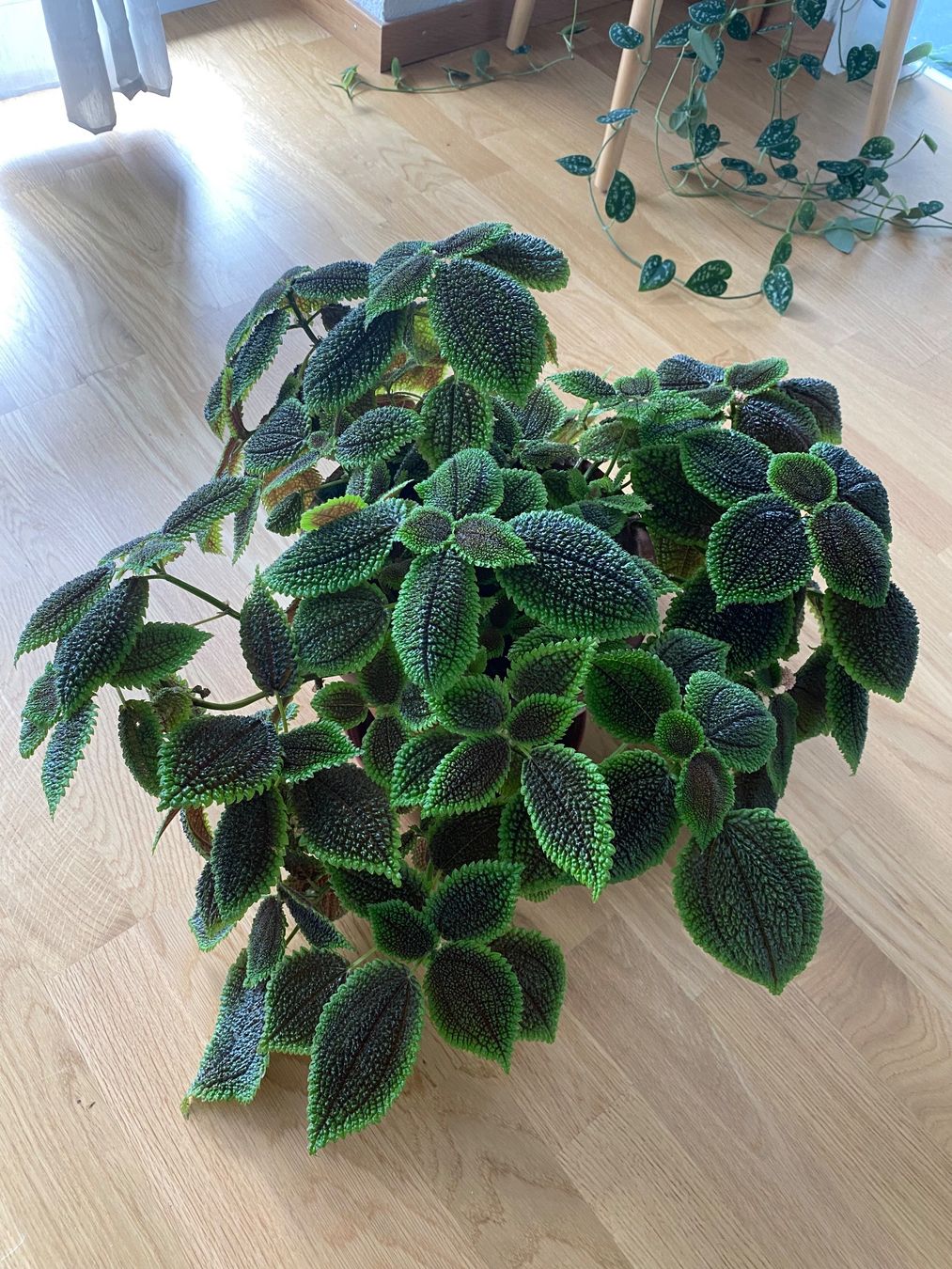 Pflanzen & Samen: Pilea mollis Stecklinge (2.0) – Neu (gemäss Beschreibung) aus Bern von giuanna 1