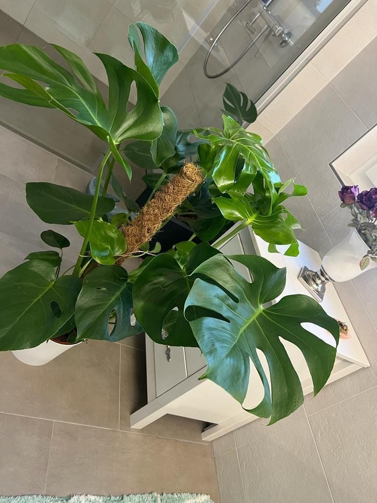 Pflanzen & Samen: Zimmerpflanze Monstera deliciosa 80 cm – Gebraucht aus Luzern von Brokiland 2