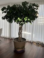 Ficus Benjamini mit geflochtenem Stamm im Topf gross
