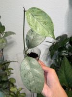 Hoya coriacea silver 🦄✨