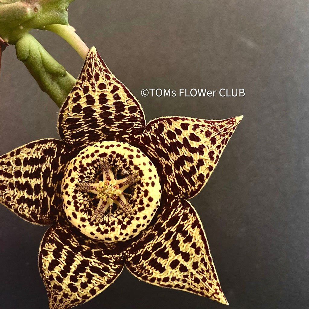 Piante & sementi: Stapelia Variegata / Orbea Variegata - mit Sternen-Blüten – Nuovo e nell'imballaggio originale da Adliswil venduto da astom369 3