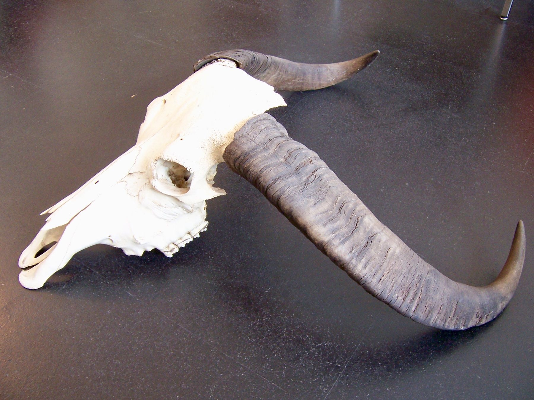Welt der Tiere: Schädel WASSERBÜFFEL BUFFALO BÜFFEL – Neu (gemäss Beschreibung) aus Kerzers von zimmergruen 3