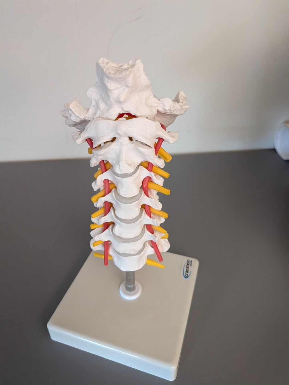 Modellbausätze & Standmodelle: Anatomisches Modell – Gebraucht aus Gonten von Tierliebe13 1