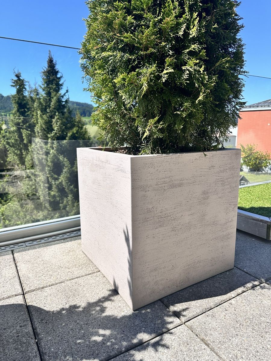 Piante & sementi: Thuja Lebensbaum inkl. Topf – Nuovo (secondo la descrizione) da Langnau i. E. venduto da Laleee 2