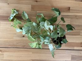 Epipremnum Marble Queen mit Topf