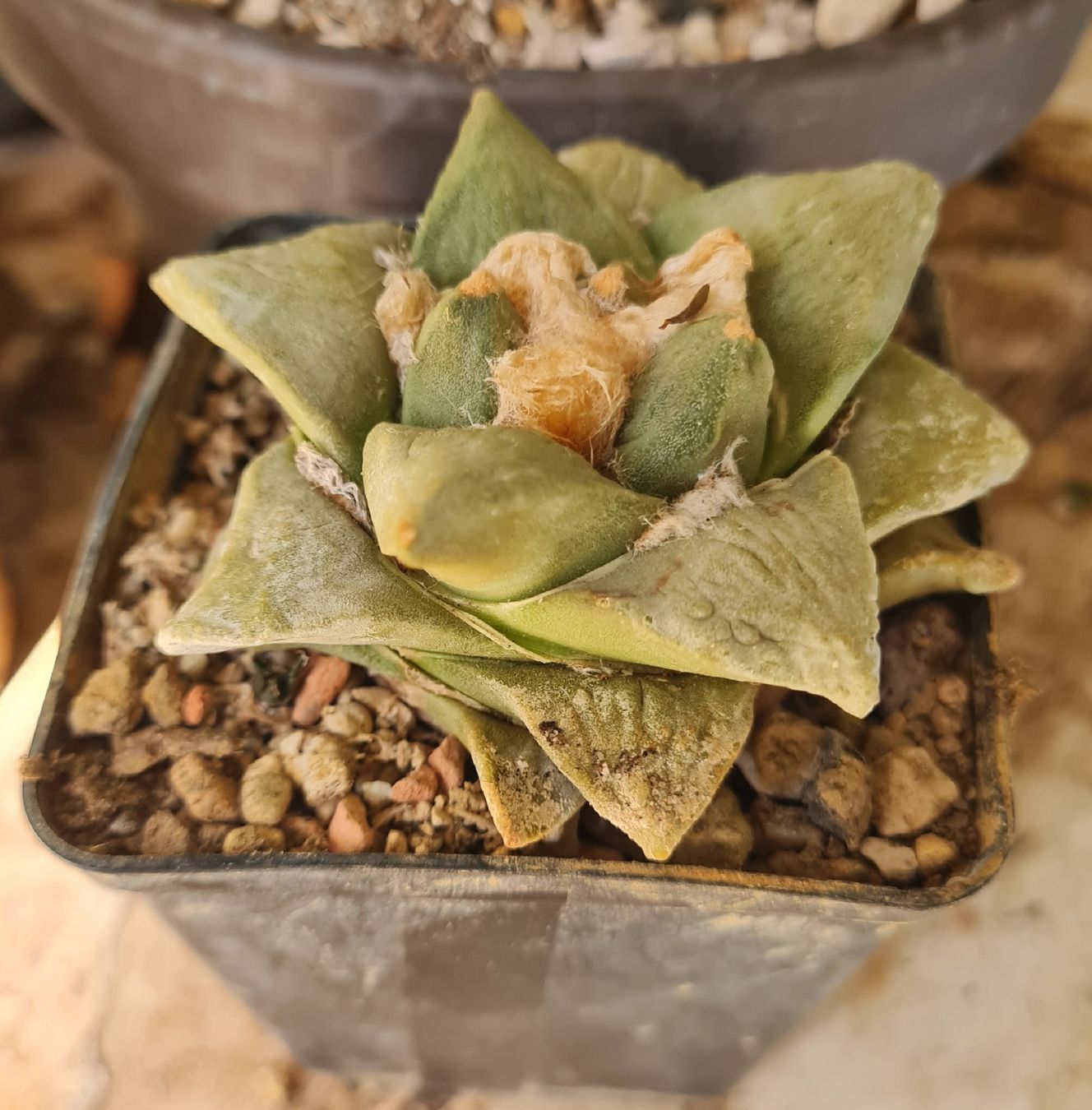 Piante & sementi: Ariocarpus Hybride 2009 – Usato da Basel venduto da fra_h7bq 1