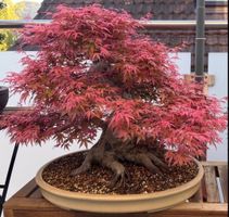 Acer Palmatum Benichidori Bonsai
