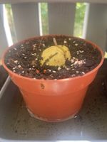 Kleiner Avocadobaum