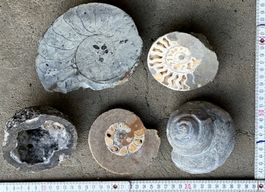 5 Wunderbare Versteinerungen, Fossilien, Amoniten, Druse