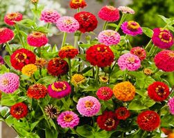 Ab 5.- fr 10 Samen Zinnia LILIPUT MIX 10 Graines Zinnia