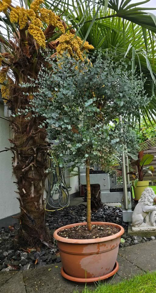 zamia zamiifolia ZZ Plant: Easy Live Houseplant - (6 Pot)  Easy Plant Care  Zamioculcas  Zamiifolia - Low Maintenance House Plant for Home & Office