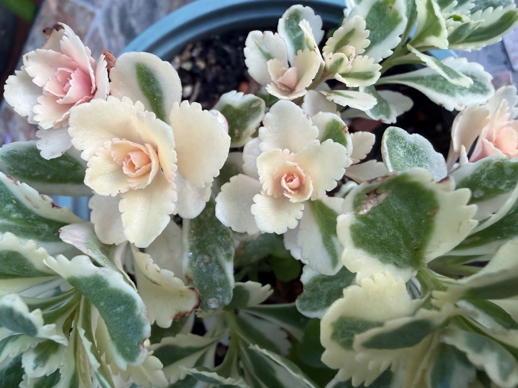 Piante & sementi: Fettblatt - Sedum takesimense "Atlantis" variegata – Nuovo (secondo la descrizione) da Winterthur venduto da Aniger 7