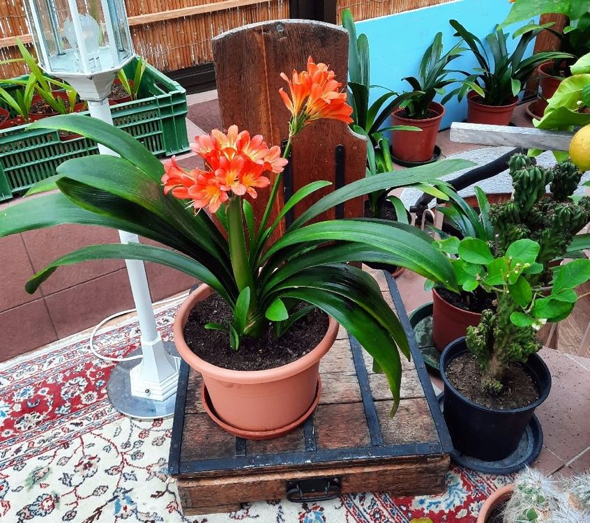 Klivie Clivia 80 cm Kaufen auf Ricardo