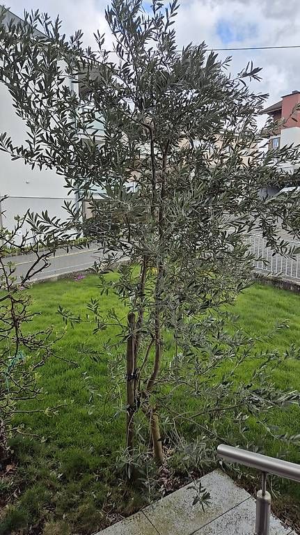 Piante & sementi: Olivenbaum 3.5 Meter hoch – Usato da Immensee venduto da ser_8529 1