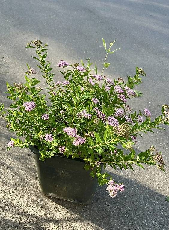 Plantes & graines: Japanischer Spierstrauch  – D'occasion à Frauenfeld par Irene.Schuppli 3
