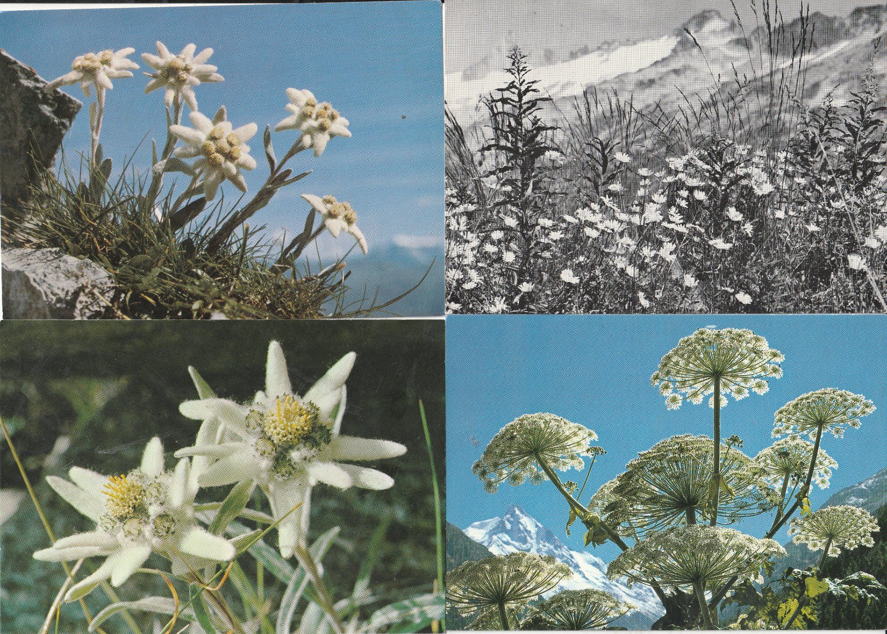 Cartoline postali: 40  Blummenkarten – Usato da Lumbrein venduto da made02 7