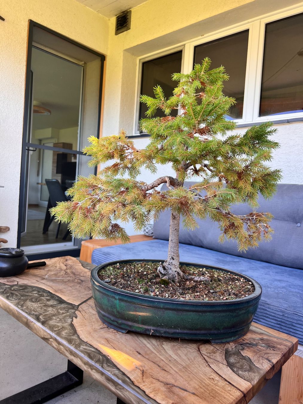 Piante & sementi: Bonsai Fichte – Usato da Goldach venduto da Bonti 1