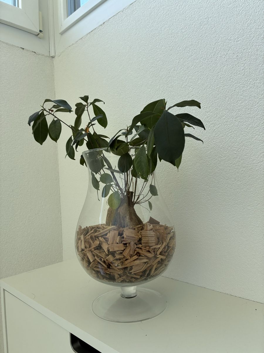 Piante & sementi: Dekorative Zimmerpflanze im Glas  – Usato da Gelterkinden venduto da Kikierenda