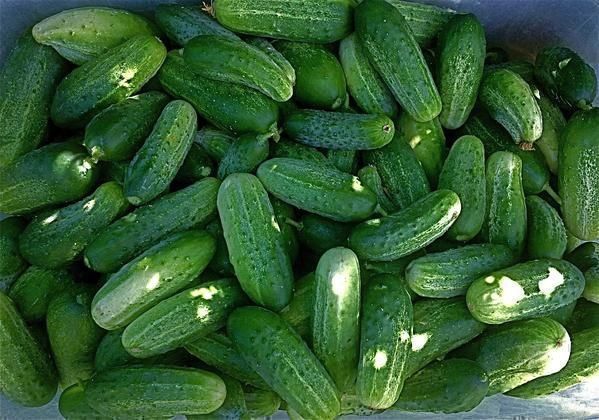 Piante & sementi: 30 Samen Gurke HOMEMADE PICKLES – Nuovo (secondo la descrizione) da Ehrendingen venduto da VerveinaSamen 5