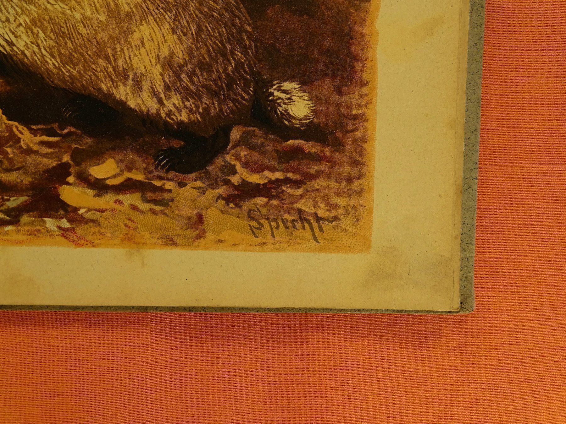 Libri: PRACHT-TIER-ABC – Usato da Grüningen venduto da Kartensammler 5