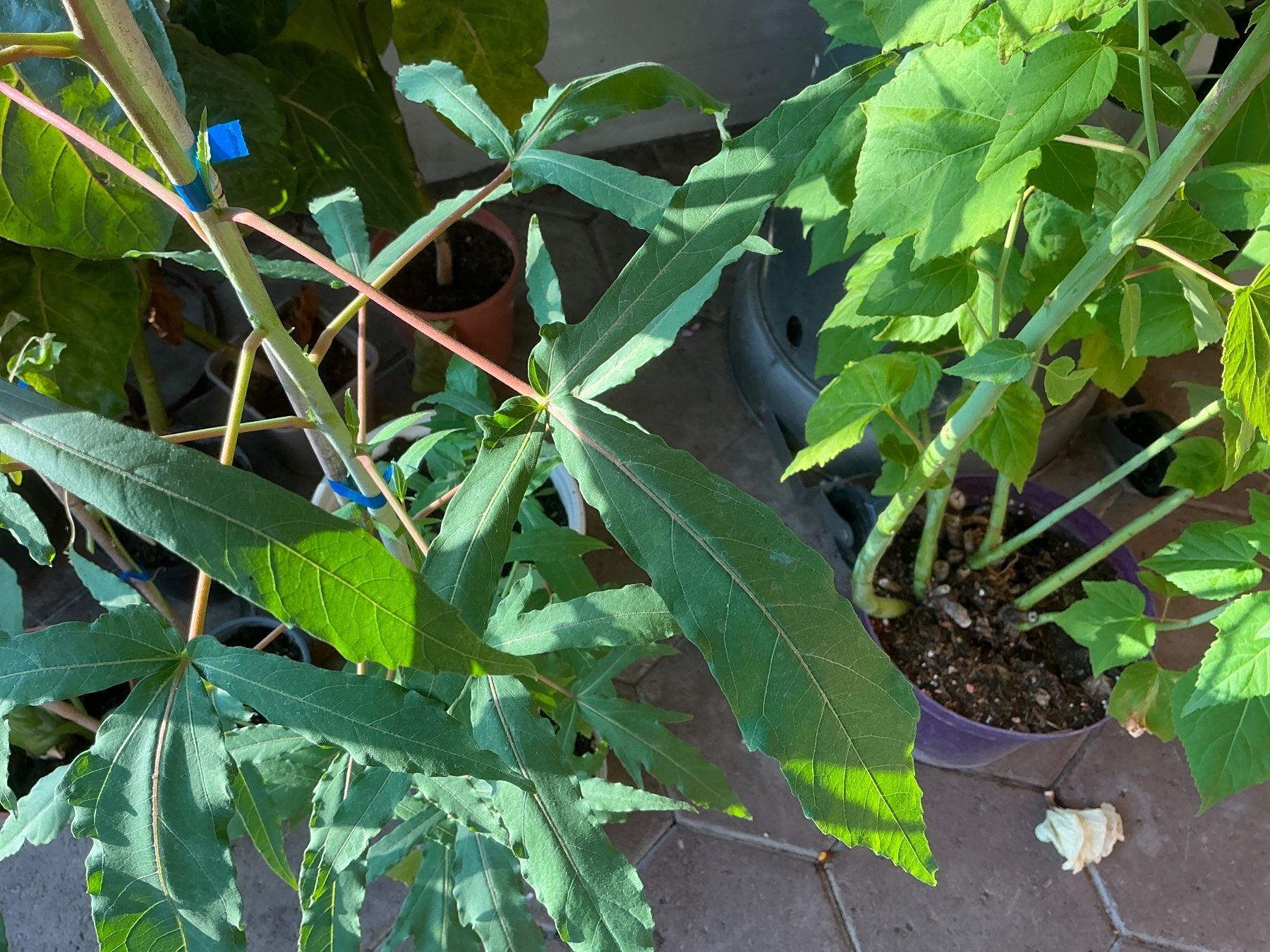 Piante & sementi: Hibiskus moscheutos winterhart – Usato da seon venduto da Agnom 2