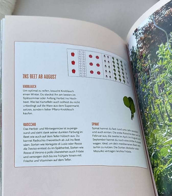 Libri: Hochbeet- jetzt durchstarten  – Usato da Schaffhausen venduto da -sterntaler- 4