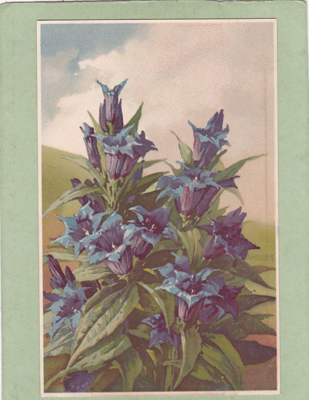 Ansichtskarten: Kitsch Blumen Enzian – Gebraucht aus Herisau von Lisegrat2008
