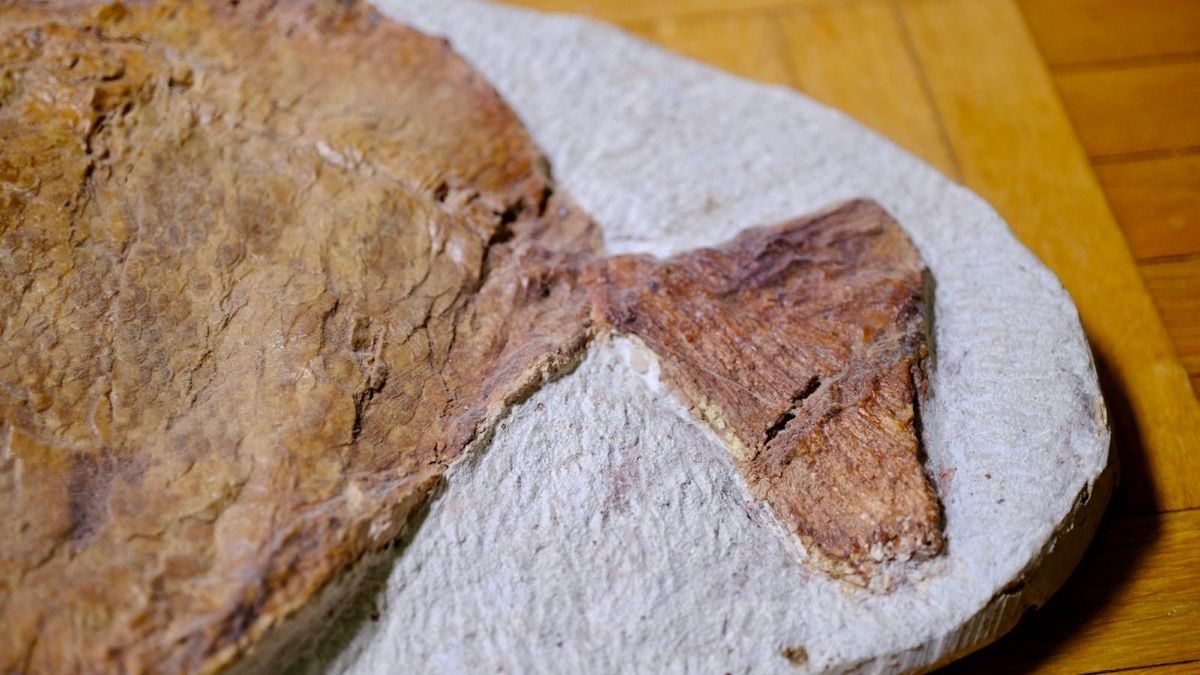 Fossili: Fossil - Pycnodonte – Usato da Biel/Bienne venduto da nimmes 2