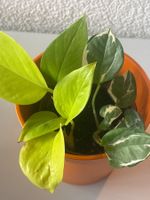 Zimmerpflanze Pothos Sortenmix Topf orange inkl.übertopf