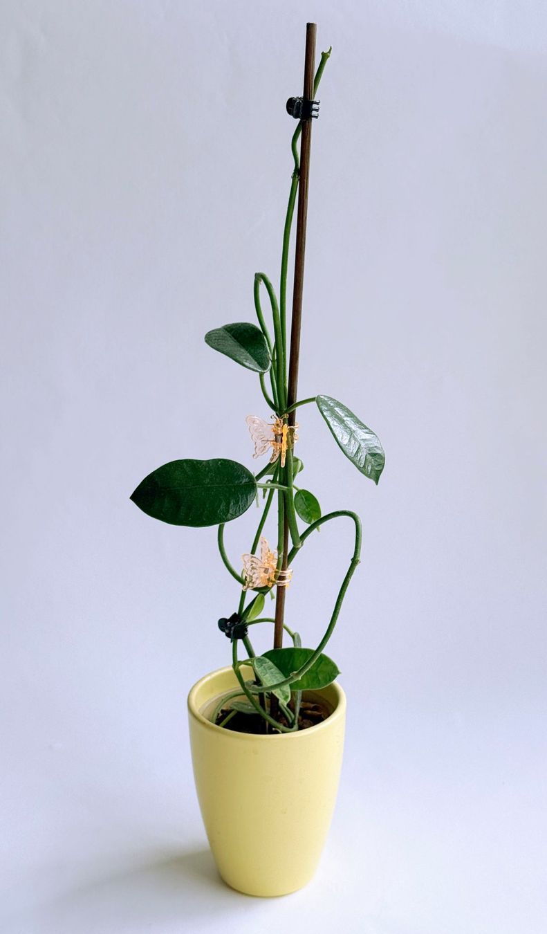 Piante & sementi: Hoya sp. Dianel ISH***** – Nuovo (secondo la descrizione) da Dübendorf venduto da Orchid18