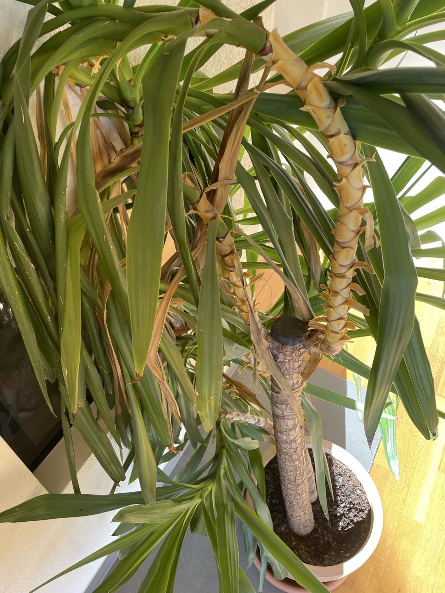 Piante & sementi: Yucca plante d’intérieur en pot – Usato da Yverdon-les-bains venduto da AntoninoVega 1