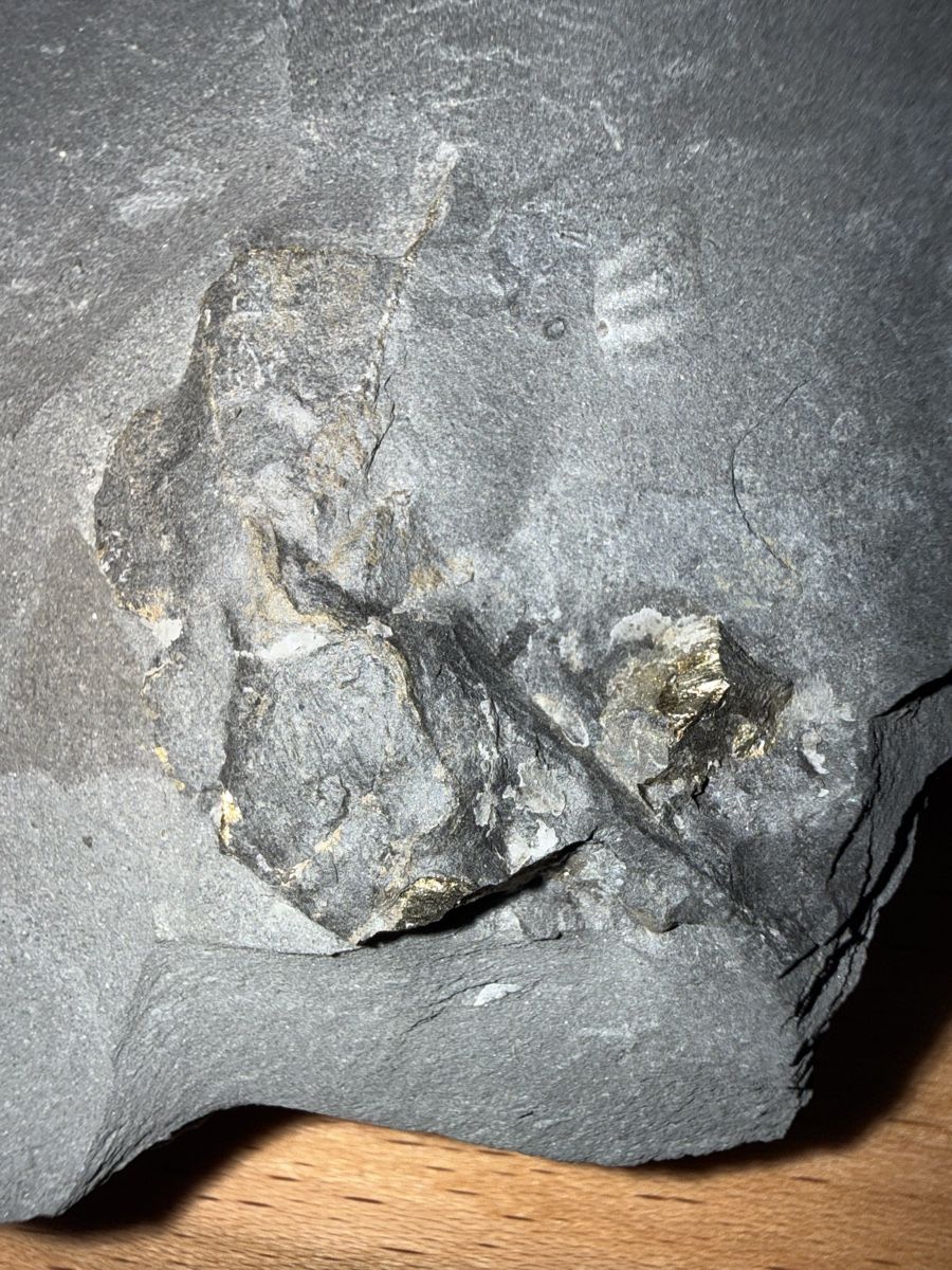Fossili: Versteinerung pyritisirter Ammonit – Usato da Grenchen venduto da Bastet007 4