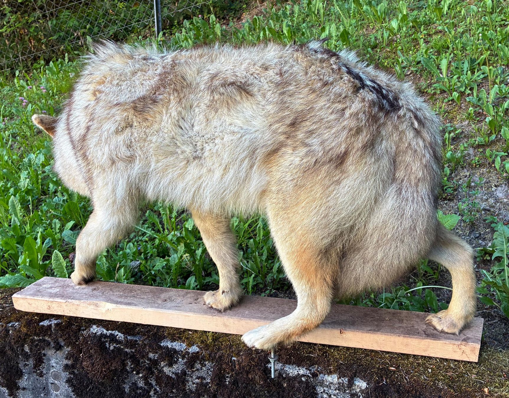 Il mondo degli animali: Kojote aus Amerika – Usato da Bäretswil venduto da robsonantik 7