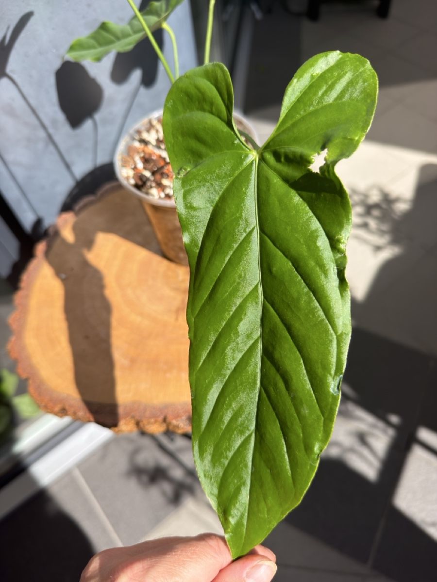 Piante & sementi: Anthurium bullatus – Nuovo (secondo la descrizione) da Buchrain venduto da Stetoscop 1