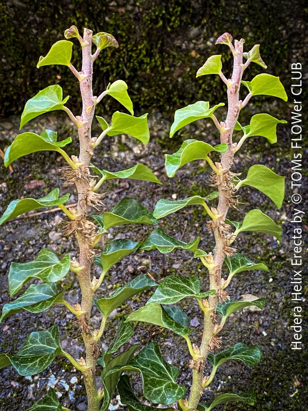 Piante & sementi: Hedera Helix Erecta - architektonischer Efeu – Nuovo e nell'imballaggio originale da Adliswil venduto da asTOMas963 2