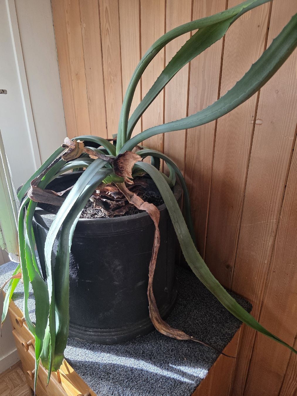 Plantes & graines: Planze Agave gross – D'occasion à Luthern par laska13 2