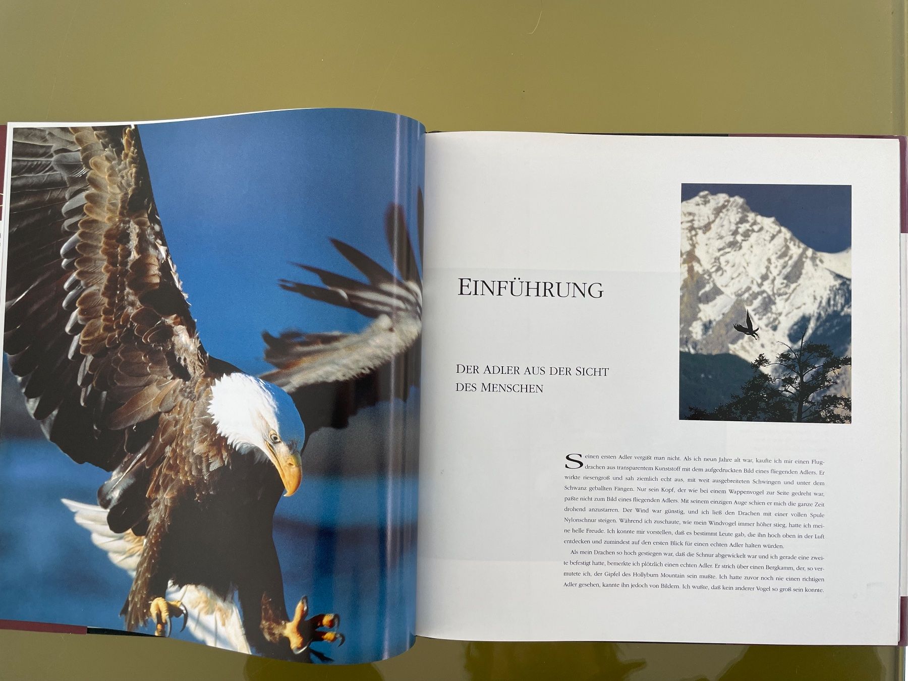 Bücher: ADLER Buch von David Jones, 1997 – Gebraucht aus Sutz von fx05 4