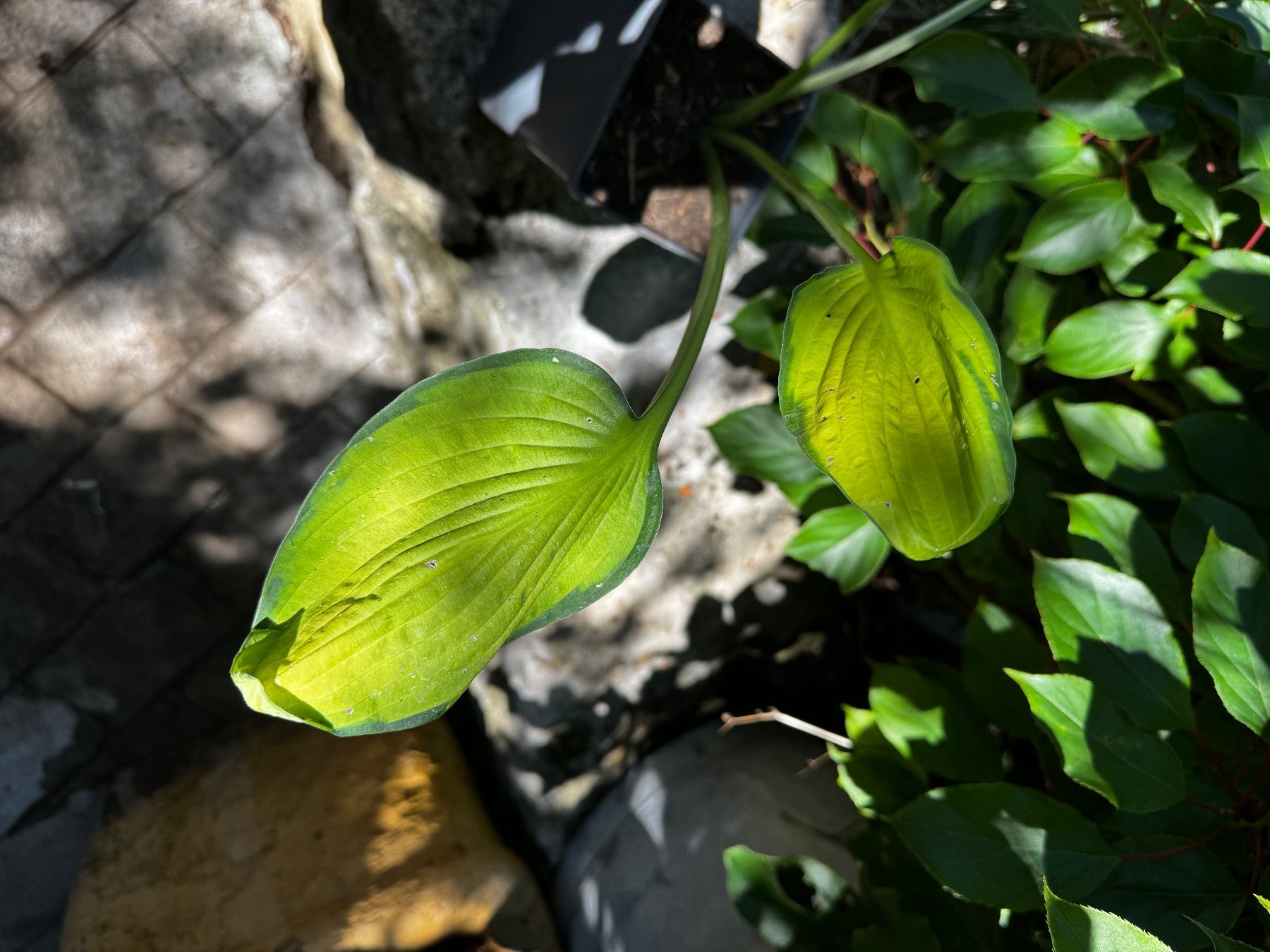 Piante & sementi: Hosta Janet – Usato da Lajoux JU venduto da Briard0 1