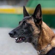 Profile image of bar-K9
