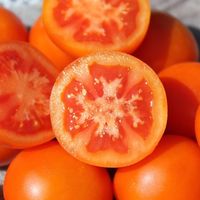 Zlatava Bio - Salattomate - 30 Samen