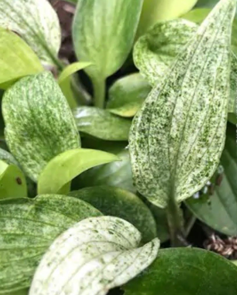 Piante & sementi: Hosta mean gene – Usato da Lajoux JU venduto da Briard0 2